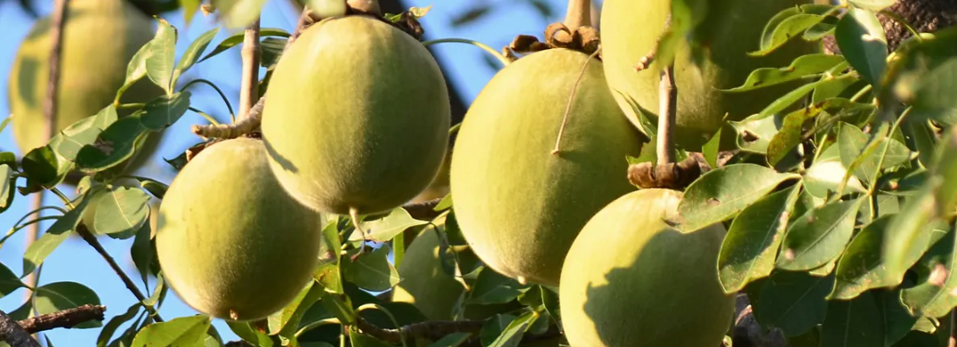 Ingredient Focus: Baobab Oil - what are the benefits?